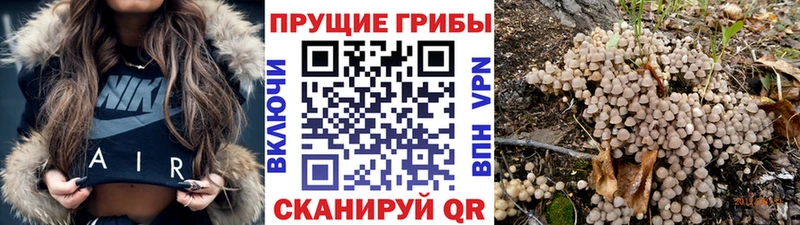 hydra ССЫЛКА  цены наркотик  Тольятти  Псилоцибиновые грибы ЛСД 